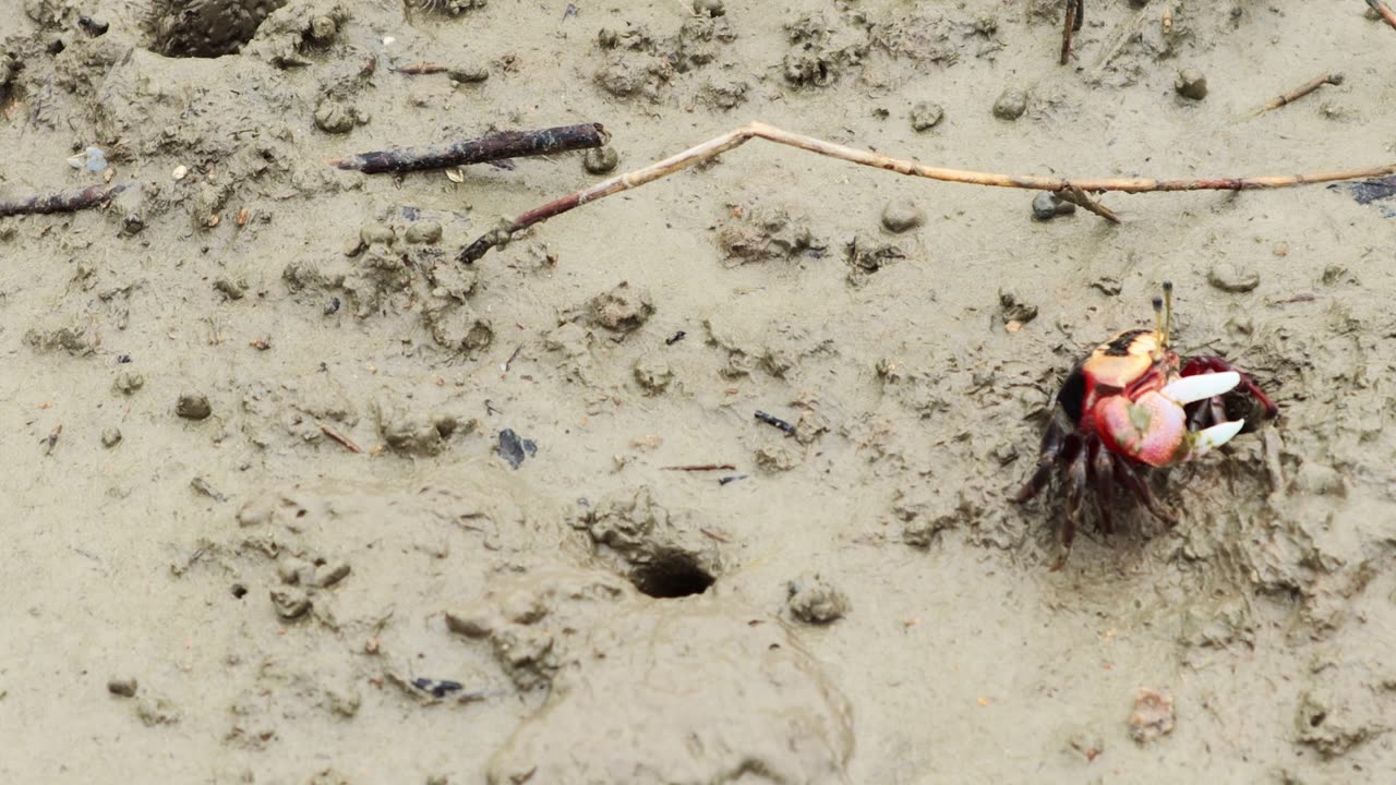 A small crab on the beach