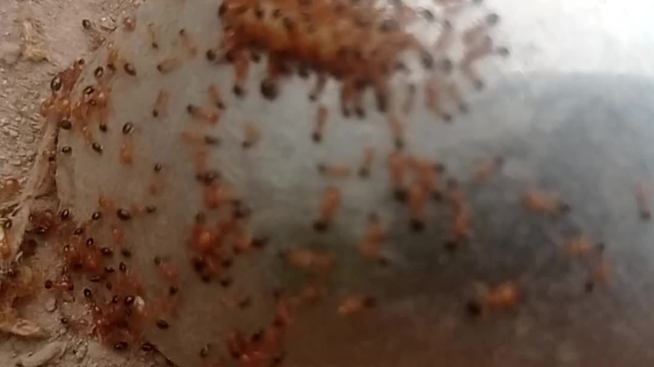 Red ants vs rice grain