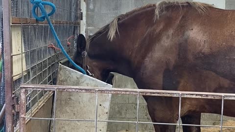 Draft Horse Eastern Idaho State Fair Blackfoot ID 9-9-2023