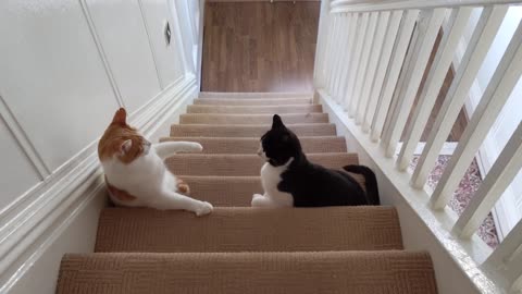 Cats Fighting On The Stairs 4K