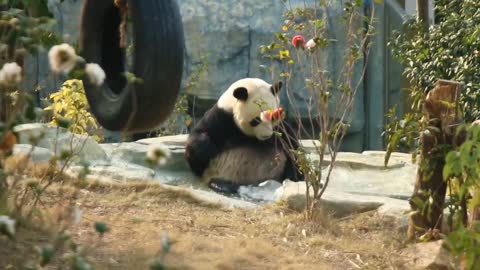 Bath good time panda
