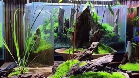 Do you like it