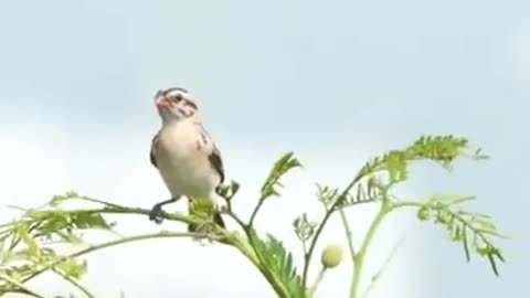 Beautiful Bird's Awesome Dance #shorts #viral #shortsvideo #video