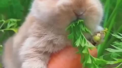 Cute Rabbit and Cute Carrot 😂