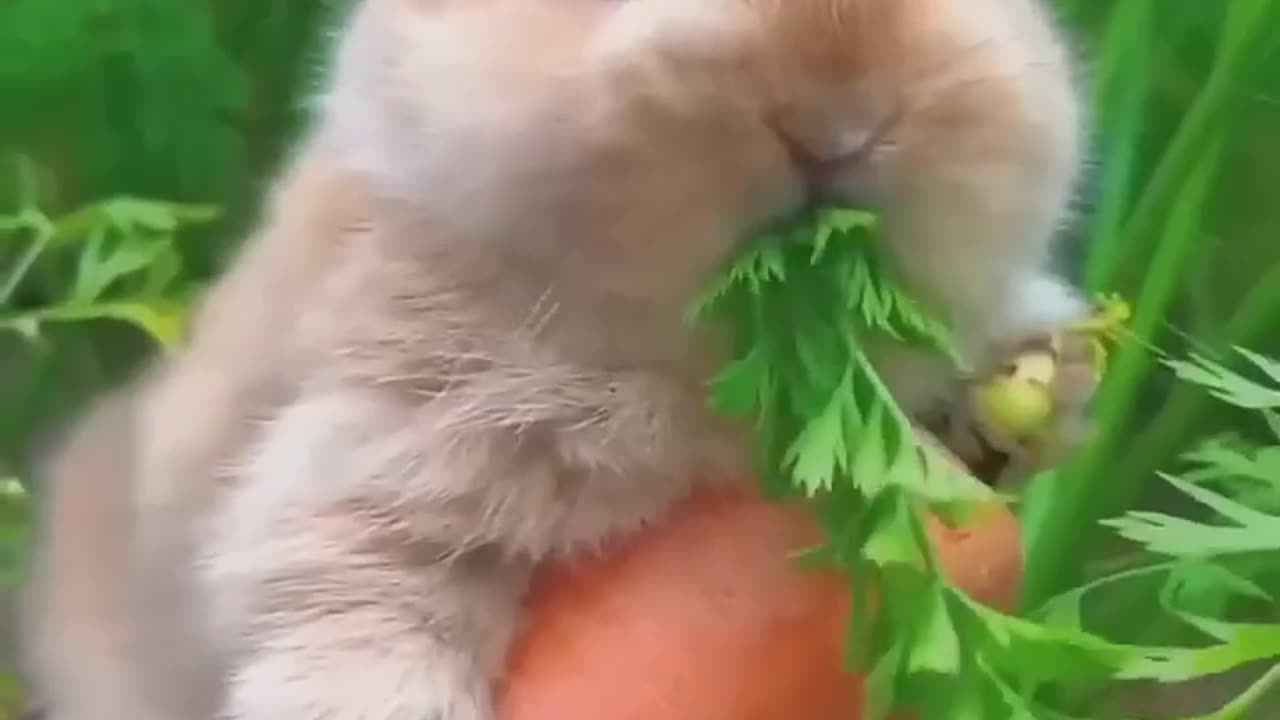 Cute Rabbit and Cute Carrot 😂