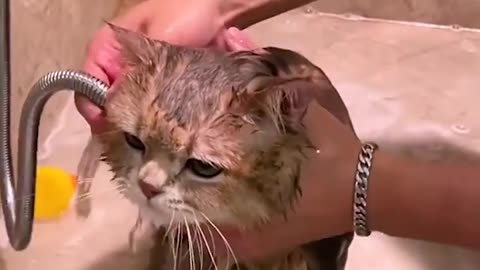 Fluffy cat loves bath time! 🛁😍