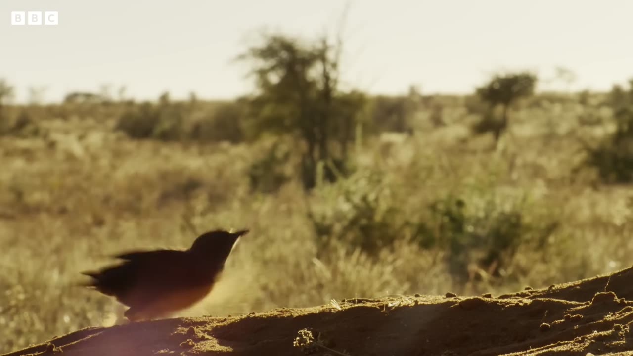 Pangolins and Aardvarks Search for Termites | 4K UHD | Seven Worlds One Planet | BBC Earth