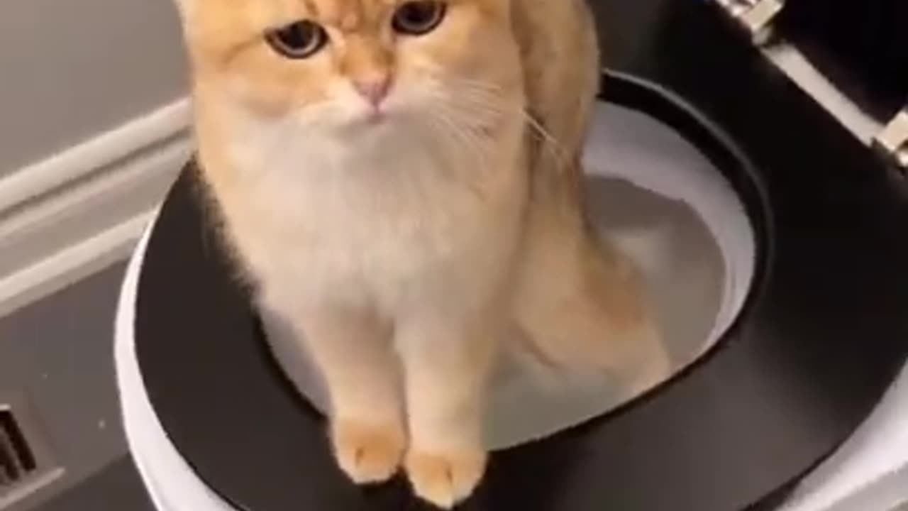 How to train your cat to use the toilet 🚽🐈 kitty toilet training tutorials from tiktok