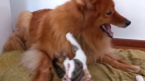 Funny Dog, Funny Cat, Funny pets Vide/ lion and dog friendshipo