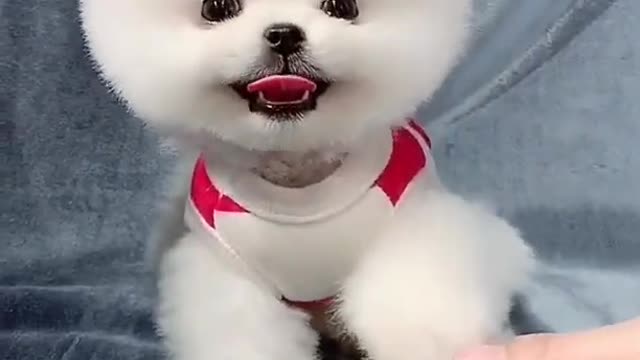 Baby dogs _ Cute and Funny Dogs Videos Compilation 2021 #shorts