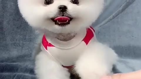 Baby dogs _ Cute and Funny Dogs Videos Compilation 2021 #shorts