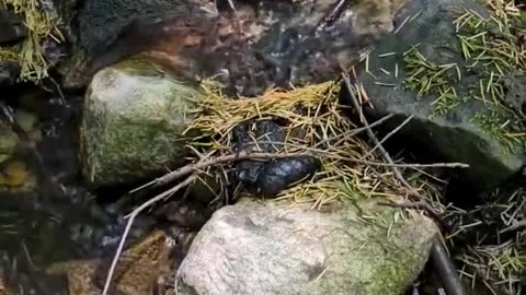 Stream In The Forest 🌳 - Ashland Oregon