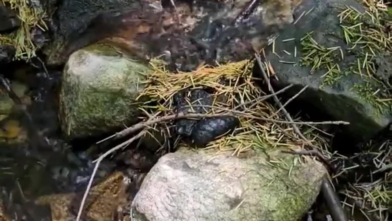 Stream In The Forest 🌳 - Ashland Oregon