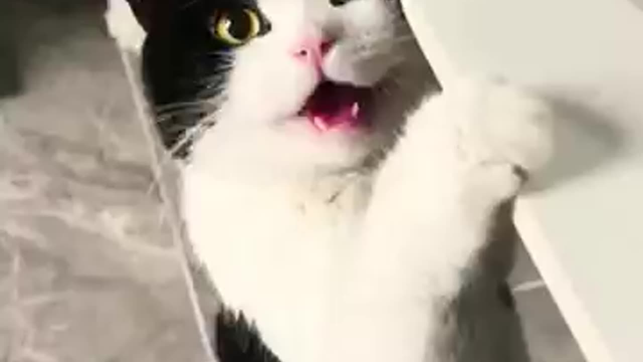 Cute Funny Cats and Dogs😀 part 2