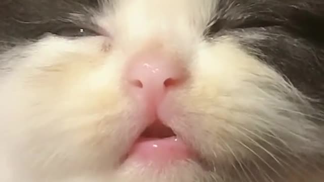 #The_Loveliest_Animals cutest kitten video, cute kitten,kitty,kids kitty video