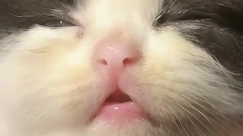 #The_Loveliest_Animals cutest kitten video, cute kitten,kitty,kids kitty video