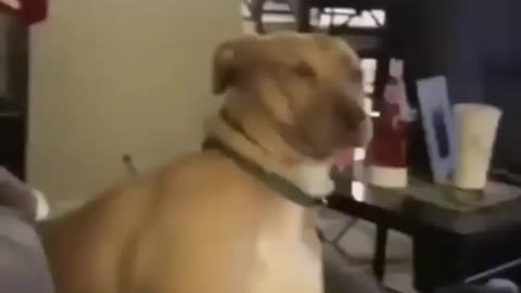 Funny Animals