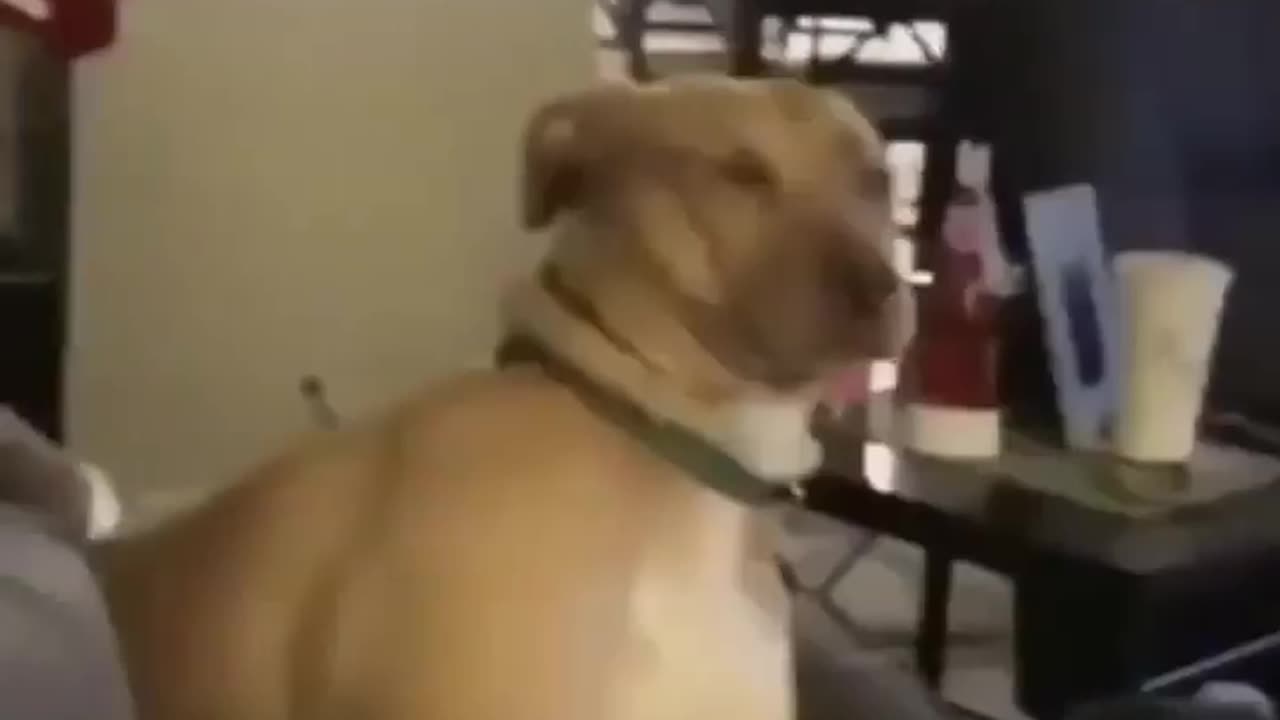Funny Animals