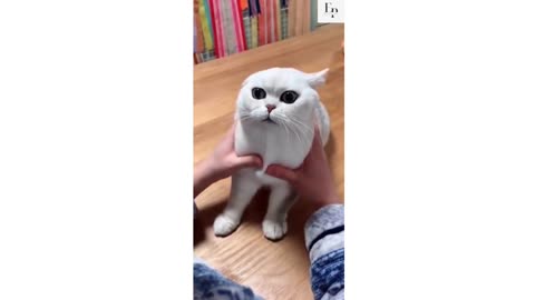Cute cat