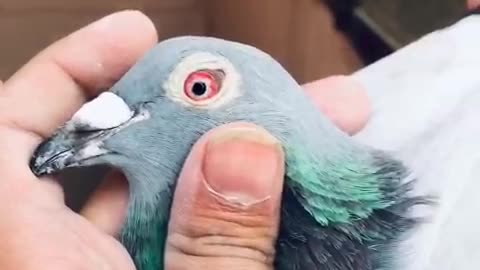 Race video pigeons 2024