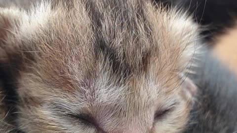 2#petstagram #animal #adorable #cutecats #cutecat #catlove #lovecats Ep1