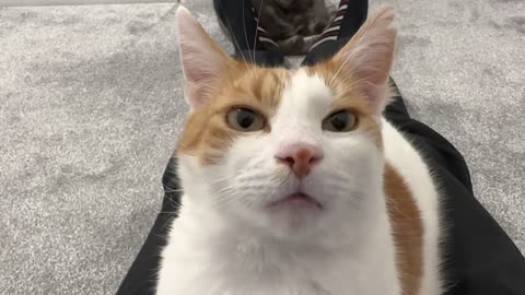 Cat Adorably Stares At Human While Purring