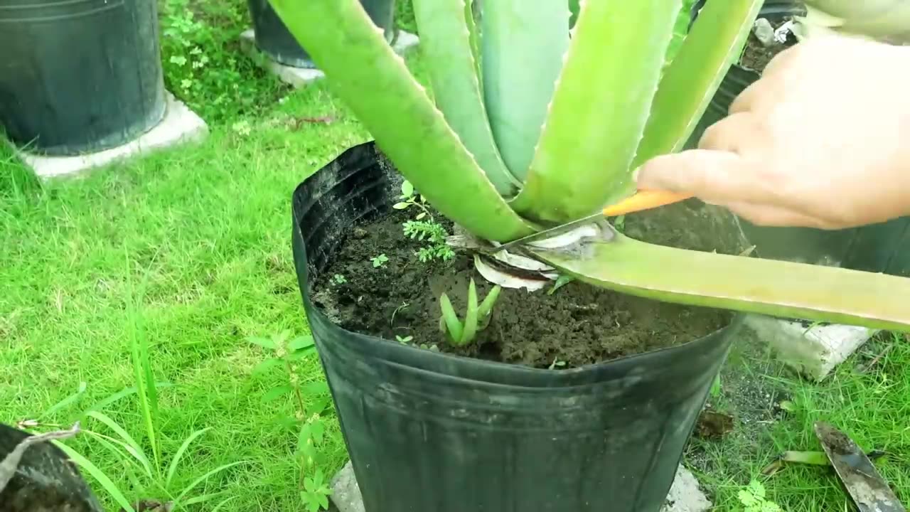 How Often we can harvest Aloe vera, tips and tricks : save dying aloevera and simple harvesting