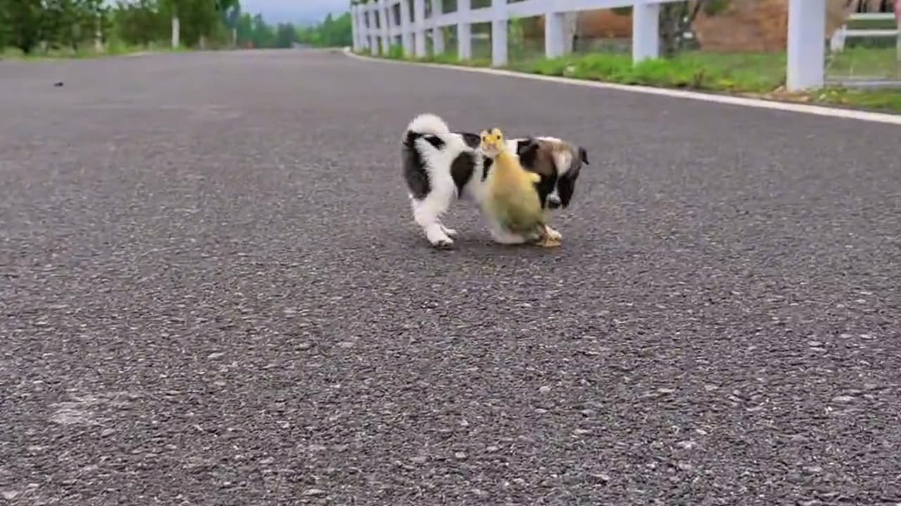 Dog and Duck running