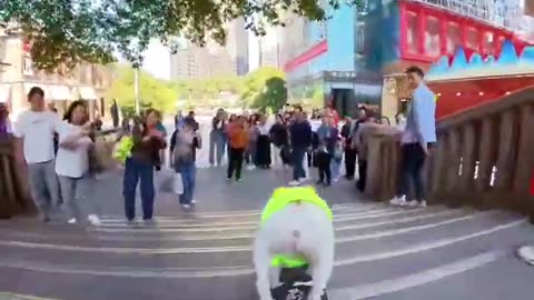 Funny dog