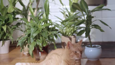 A ginger cat on floor