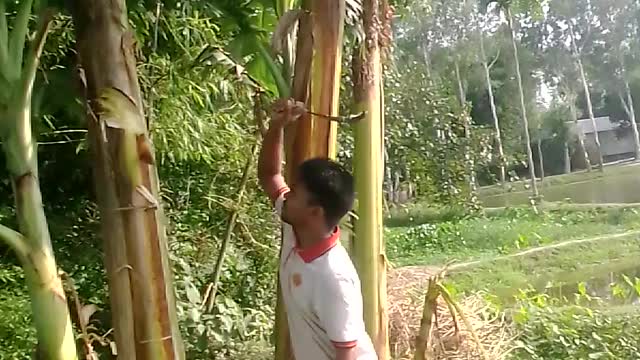 How to easily cut a banana tree and go to Kalapara