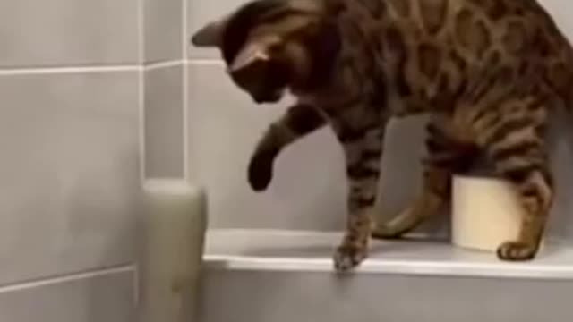 Funniest Animals 🐈- Best Of The 2022 Funny Animal Videos 🤣- Cutest Animals Ever #12