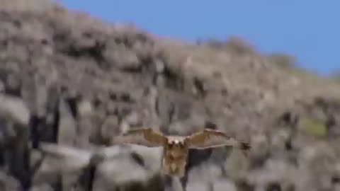 Unbelievable! The Hawk Uses This Way To Hunt The World's Most Venomous Snake Wit.m4v