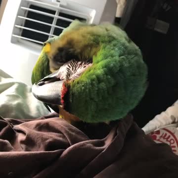 parrot hogs air conditioner