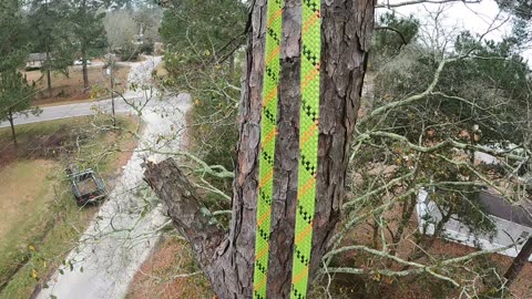 Topping a pine tree with bad rot in the base.