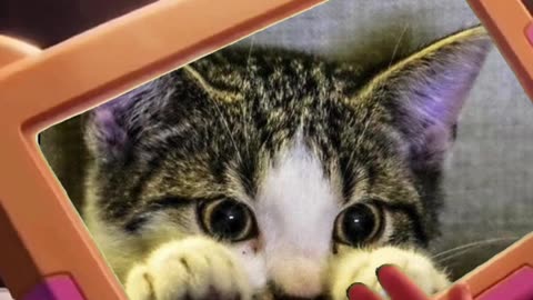 🐈😻 child in train suprised by funny cat 🤣🤩🐈😻 #cat #funny #chill #train