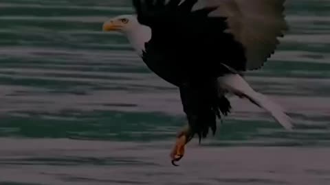 Eagle The Hunter