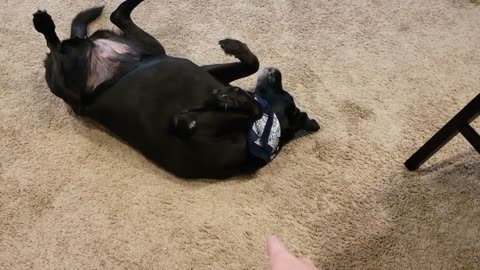 FUNNY DOG COMPILATION!! Black Lab and Golden Retriever Mix