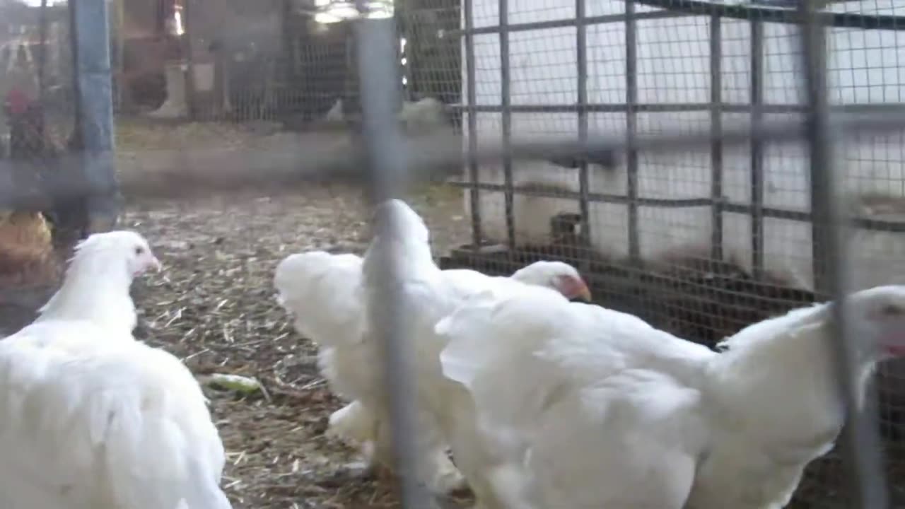 White silkie hens (3)