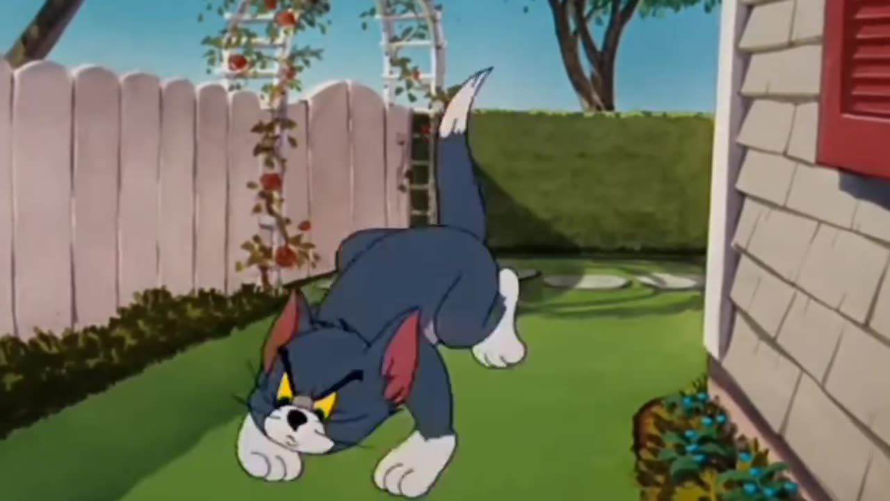 Little Dog (Tom and Jerry)