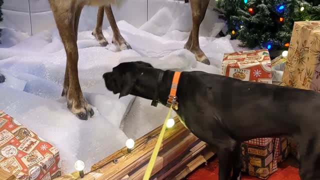 Drex the great Dane meets a reindeer taxidermy