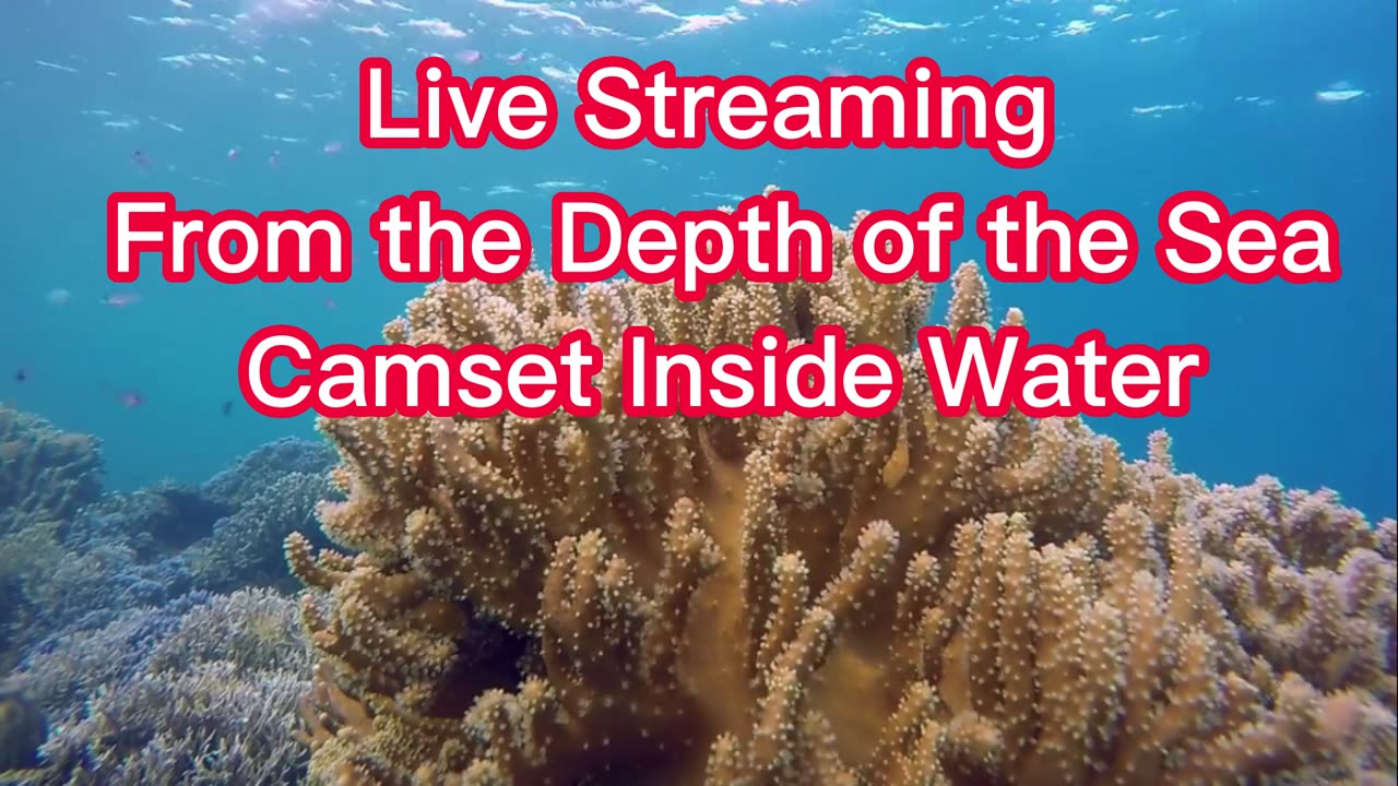 Live Streaming from The Depth of the Sea Cam-set Inside Water Sea Aquarium