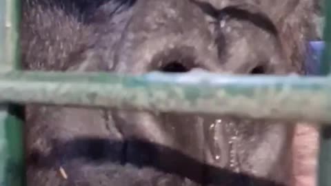 Funny animal moments Monkey