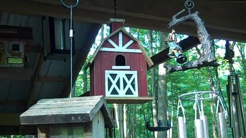 My marvelous, docile, 2023 baby-barn-dwelling wrens Thurs 060123AD