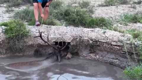 Rescuing a helpless buck that got stuck on the well