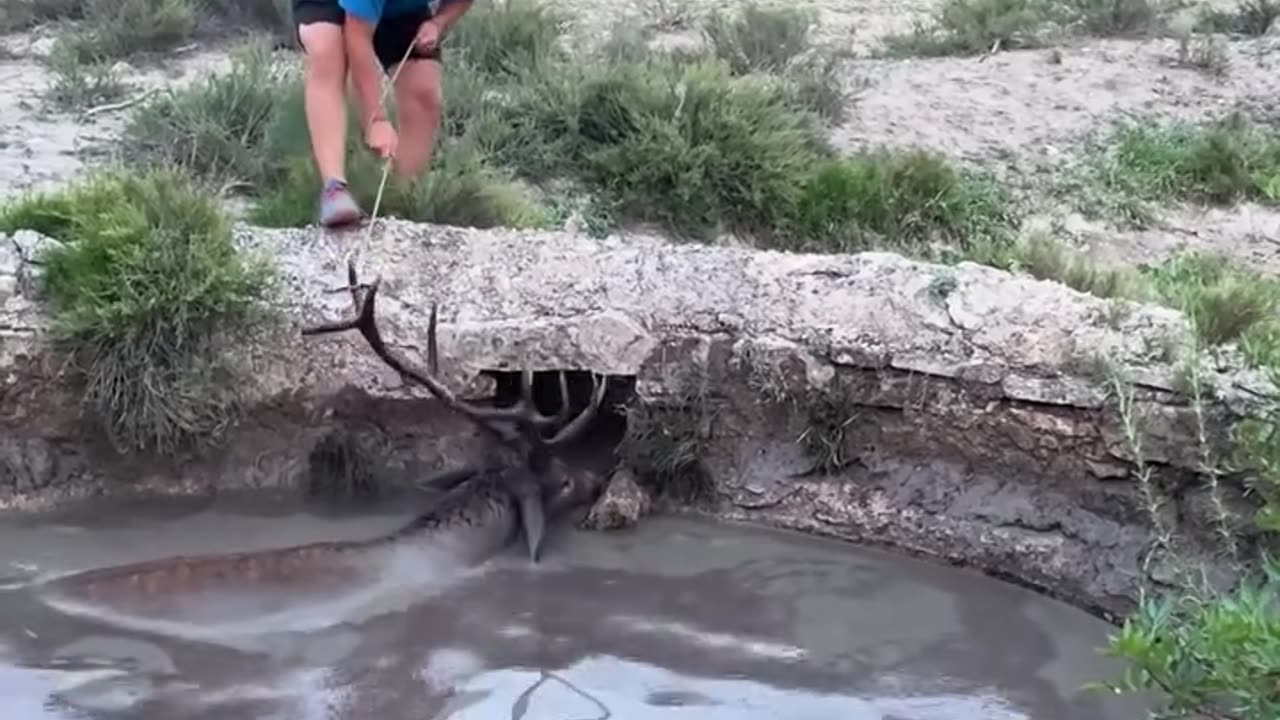 Rescuing a helpless buck that got stuck on the well