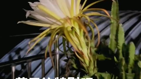 Dragon fruit flowers 💐