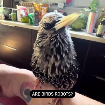 Are Birds Robots ??