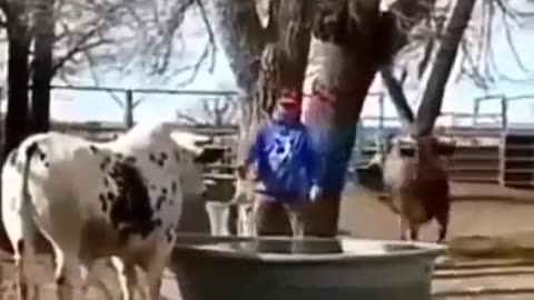 See what the cow got scared of, very funny