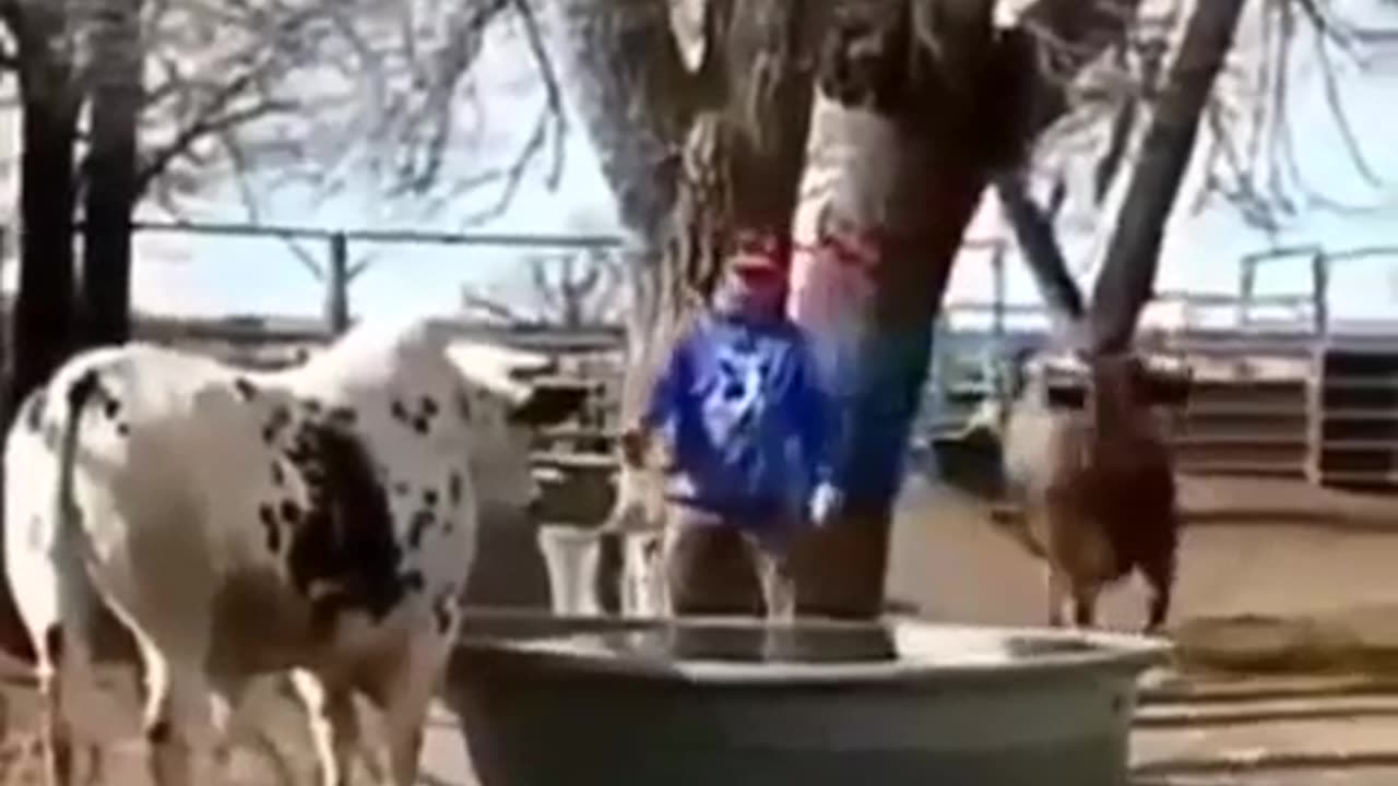 See what the cow got scared of, very funny